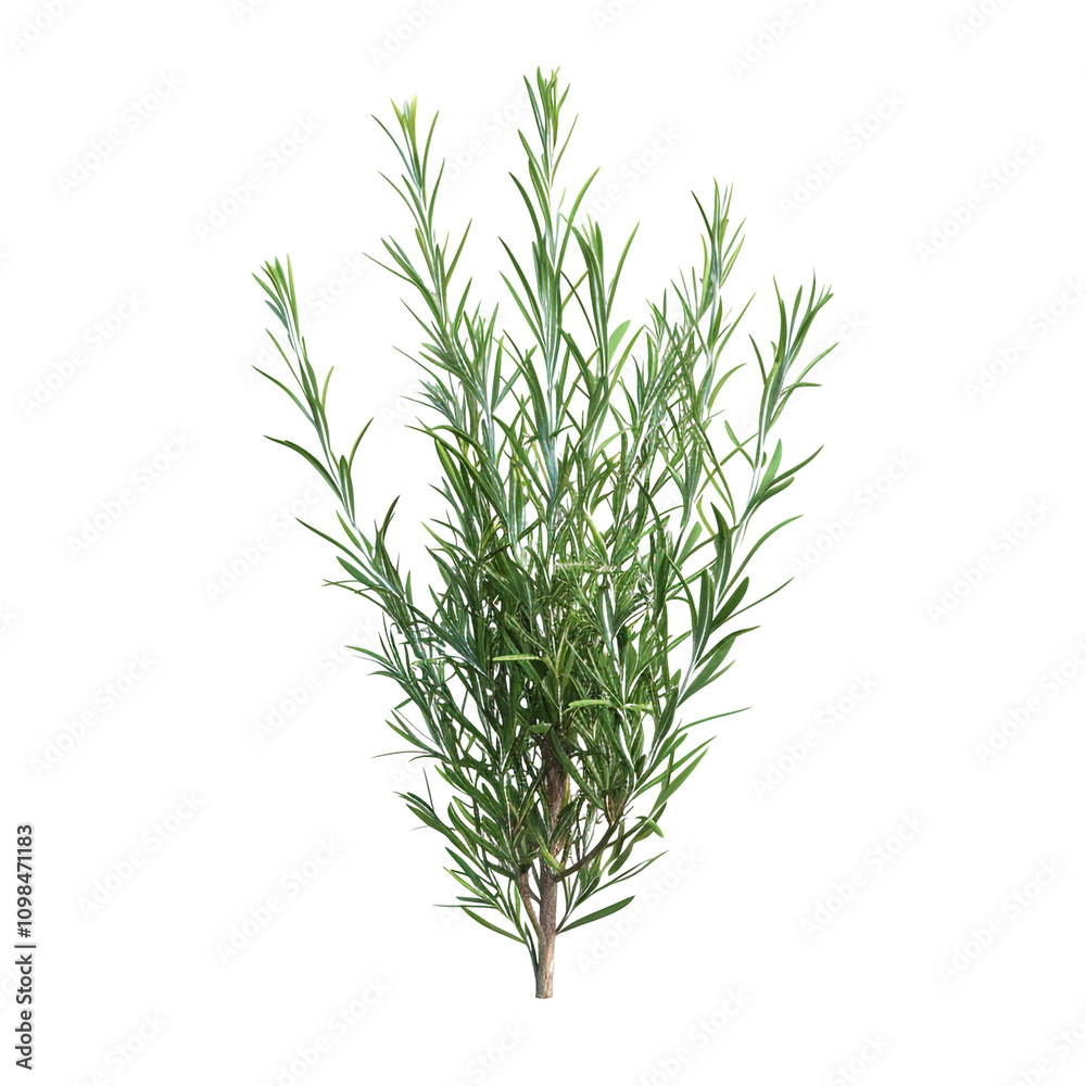 Obraz premium Rosemary Sprig