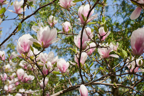 kwiat magnoli, czystość, charakter, sielanka, jardin, kwiat, roślina, kruchość, kubki, kwiat, drzewo, flora, kwiat, wiosna, beuty, feuille, róż, krzew, biała, piękne, kwitnienie, gałąź, makro, wspania photo