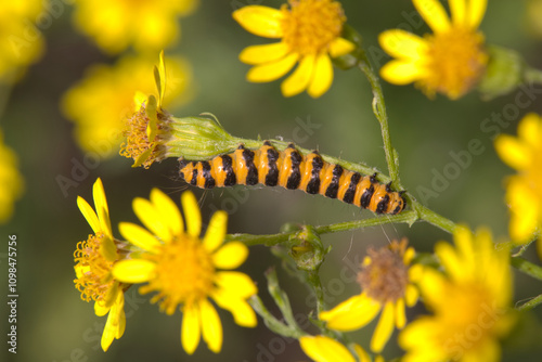 фотографія Cinnabar moth caterpillar (Tyria jacobaeae) feeding on Common Ragwort (Senecio jacobaea)
