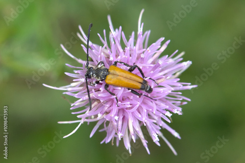 Papier peint Blood-red Longhorn Beetle (Anastrangalia sanguinolenta) on knapweed flower