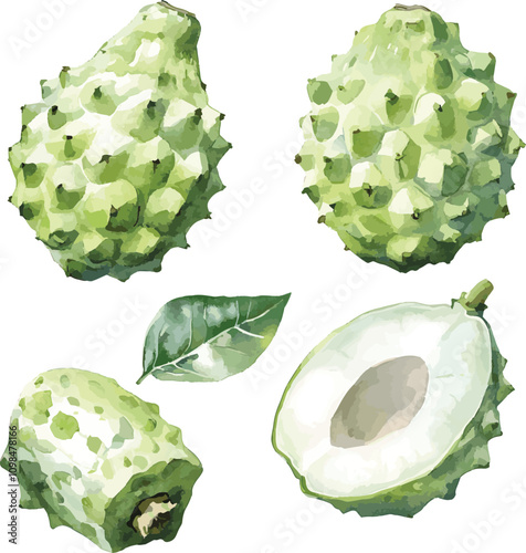 vector set  of watercolor Soursop – A green, spiky fruit with a soft, sweet, and tangy pulp often used in smoothies and juices set on white