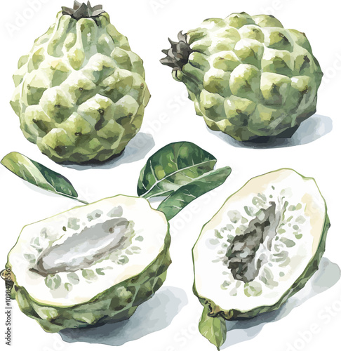 vector set  of watercolor Soursop – A green, spiky fruit with a soft, sweet, and tangy pulp often used in smoothies and juices set on white