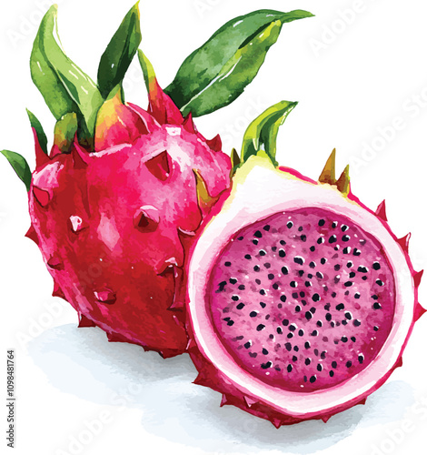 Watercolor vector hand drawn illustration of whole and half of Dragon fruit. With paint splashes.