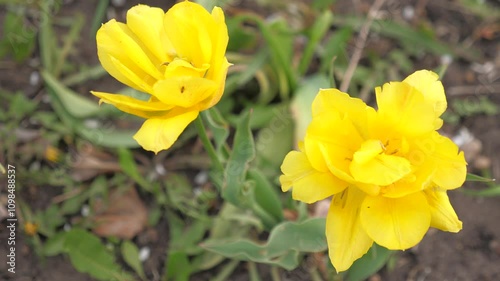 yellow flowers grow garden. Speed symbol rape background stem time. lapse sky time lap nature blooming flower wild blossom rose. white sunny outdoor spring tropical macro color pollen flower bloom.