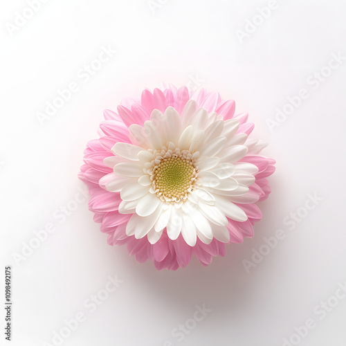 Bicolor Daisy in Pink and White Full Bloom photo