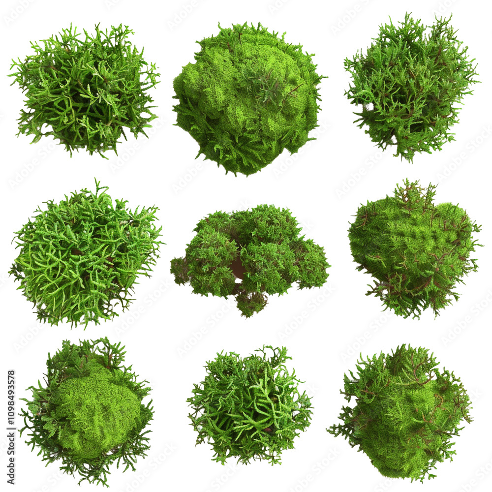 Obraz premium Collection of Green Bushes Top View