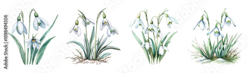 Watercolor snowdrops png. White snowdrop flowers with green leaves. First spring flowers watercolor. Concept of spring and awakening of nature. Watercolor vector botany.