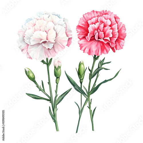 Watercolor white and pink chrysanthemum png. Vintage chrysanthemums watercolor. Watercolor botany. Vector illustration.