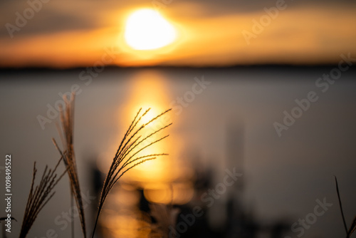 sunset background with shoreline grass foliage in calvert county maryland along the chesapeake bay photo