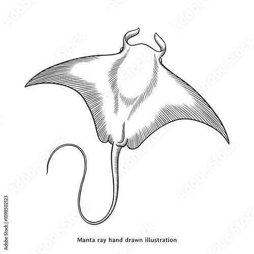 Manta ray illustration. Manta ray hand drawn illustration in vintage engraving style. Manta ray sketch drawing