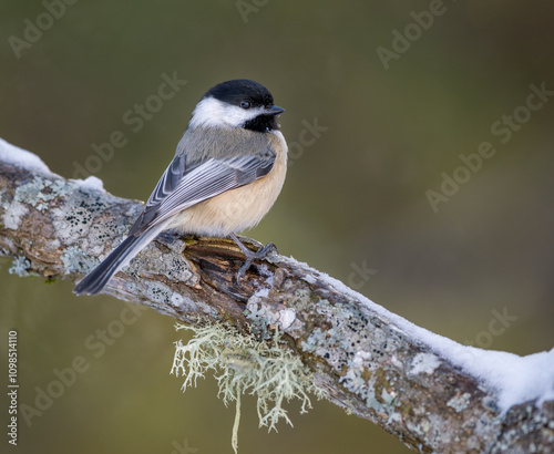 Black-capped Chickadee on snow covered branch