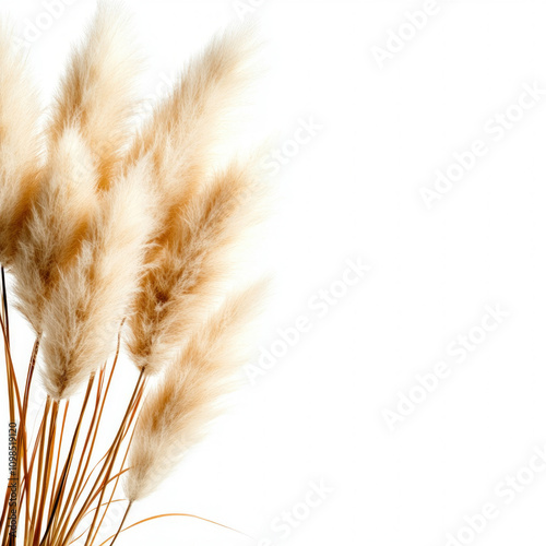 Dry Grass Isolated