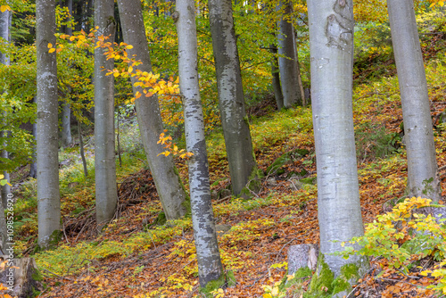 Ein Laubwald im goldenen Herbst photo