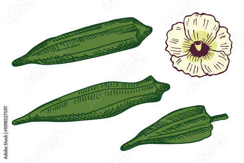 Vector engraved illustration of Okra root vegetable plant with fruits, flower. Hand drawn ink sketch with Gumbo vegetable, edible Abelmoschus. Food, Indian Pakistani cuisine. Design element for logo