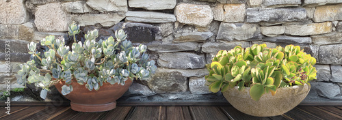 succulents plants in pot on a wooden terrace and stone background