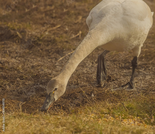 Tundra Swan Looking For Food photo