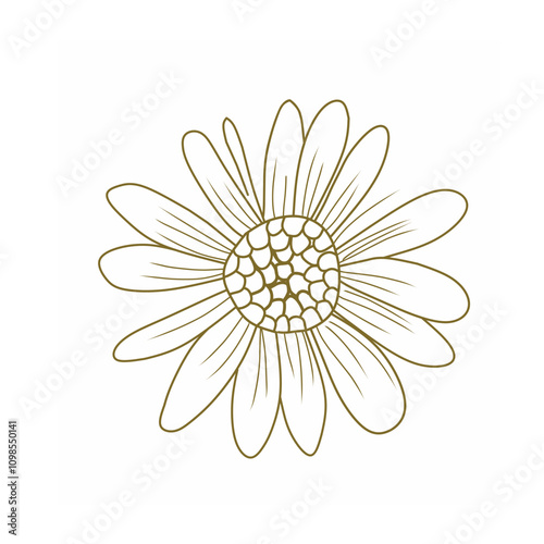 Vector line art daisy flower illustration 