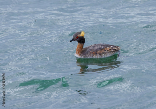 Horned Greebe In Breeding Plumage photo