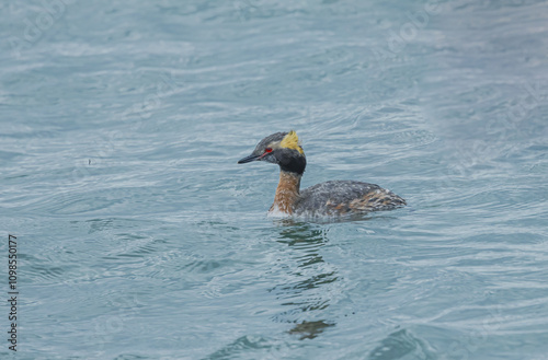 Horned Greebe In Breeding Plumage photo