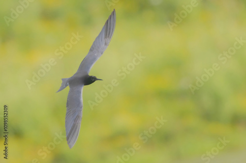 Black Tern In Flight photo