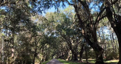 South Carolina Spanish Moss Lined Road