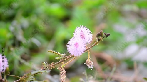close up of purple mimosa flower, this plant is so named because the movement of the leaves in certain species 