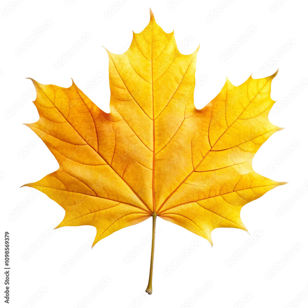 Fototapeta premium yellow maple leaf isolated on white