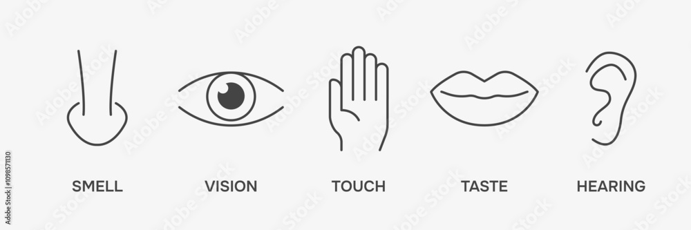 Fototapeta premium Human sense icons. Perception scheme. Vector illustration