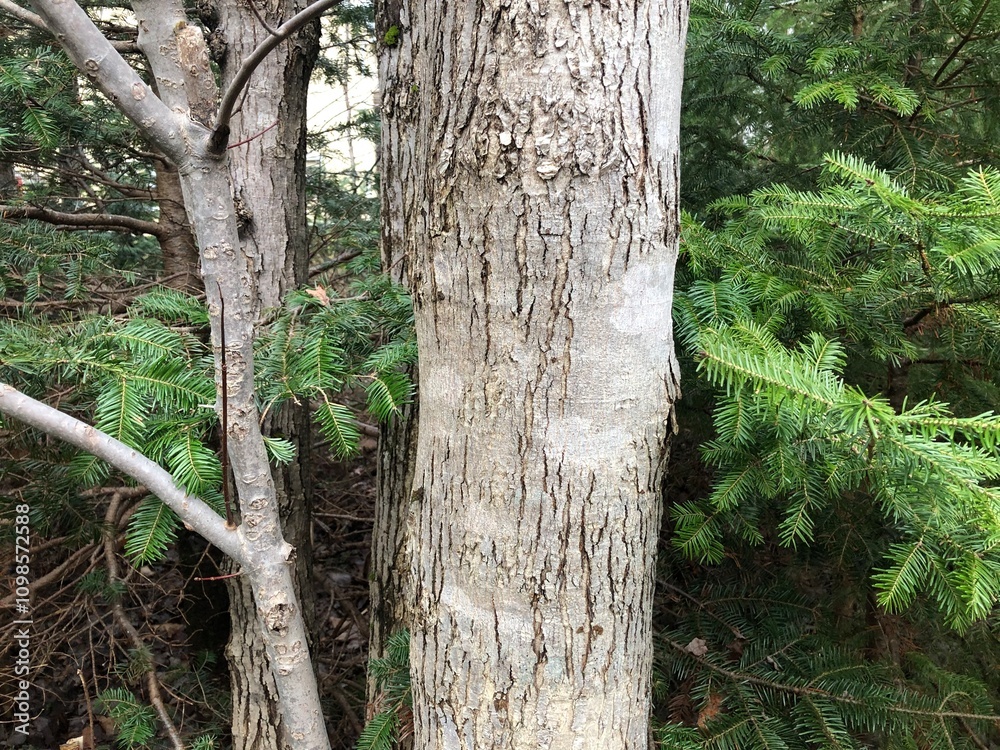 Obraz premium tree trunk in the forest