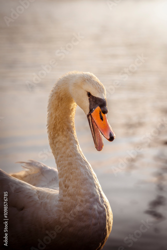 swan on the lake