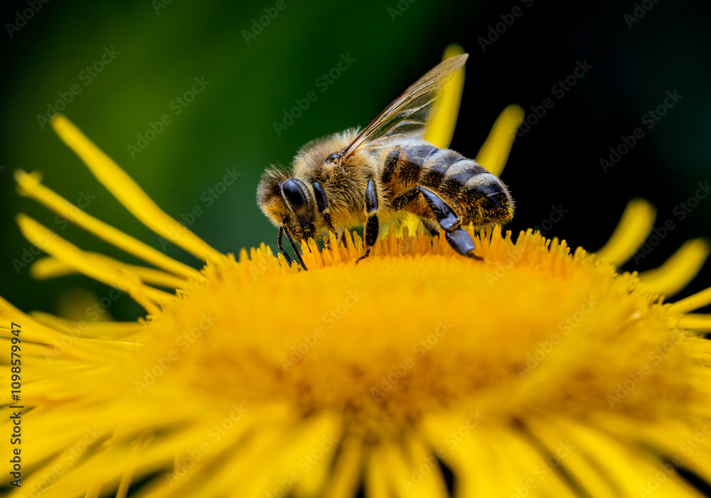 Macro of a honeybee