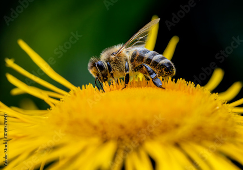 Obraz na płótnie Macro of a honeybee w salonie