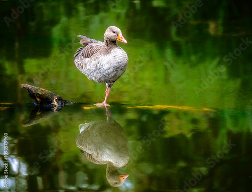 Obraz na płótnie Grayleg goose standing in the water w salonie