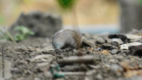 shot on Javanese turtle dove or geopelia striata that search for food on the ground