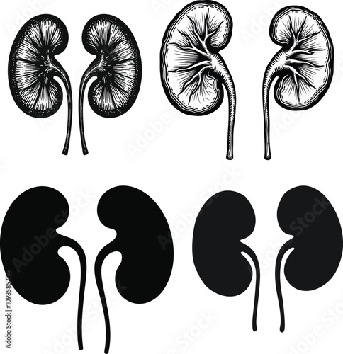 A set of hand drawn engraving style Anatomical Human kidney and stomach silhouette vector illustrations set isolated on a transparent background. 