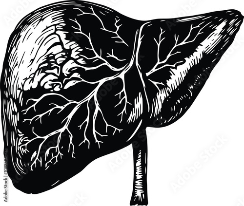 A hand drawn engraving style Anatomical Human Liver silhouette vector illustrations isolated on a transparent background. 