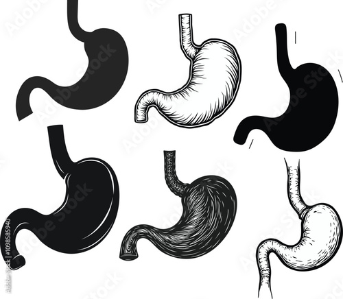 A collection of hand drawn engraving style Anatomical Human stomach silhouette vector illustrations set isolated on a transparent background. 