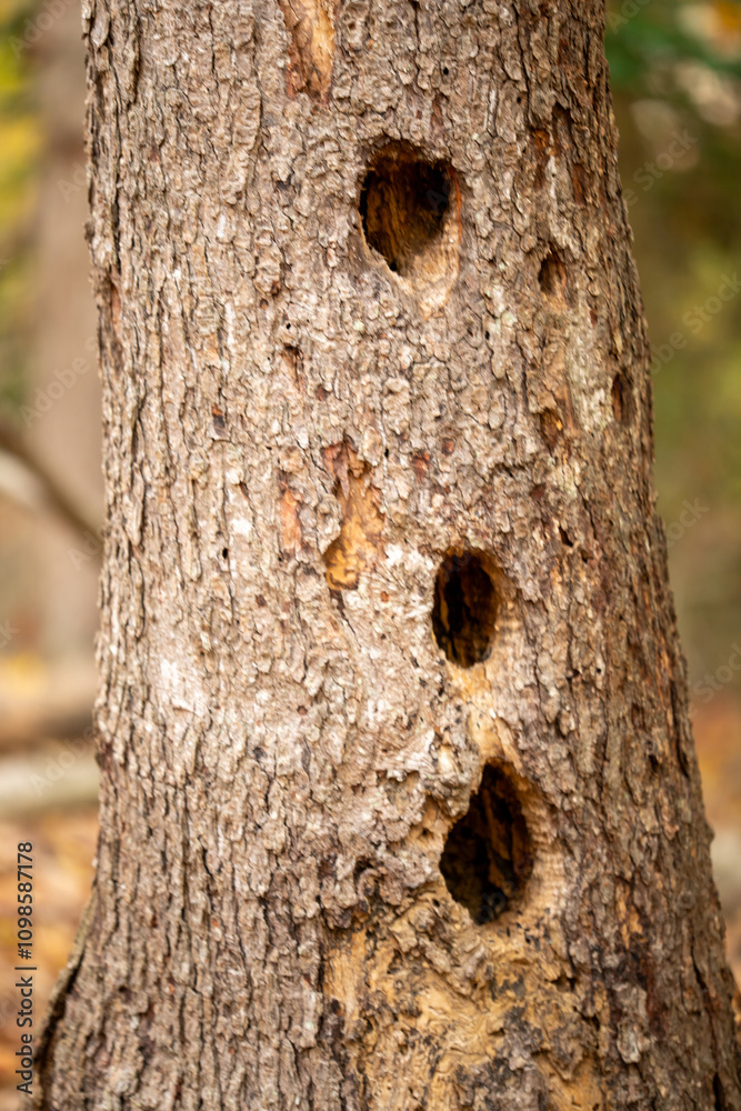 Fototapeta premium wood pecker wildlife nesting holes on tree trunk