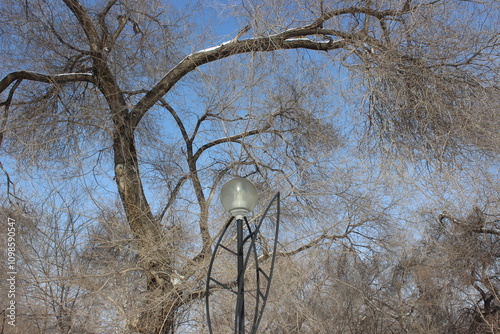 lantern and tree