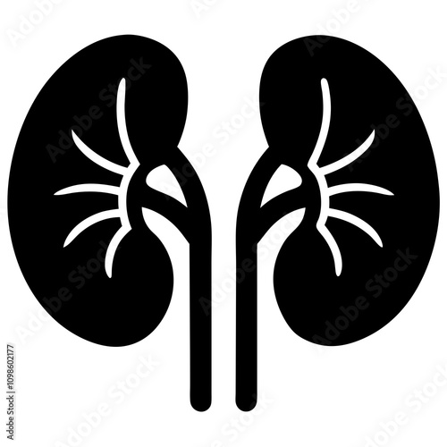 Kidneys vector illustration