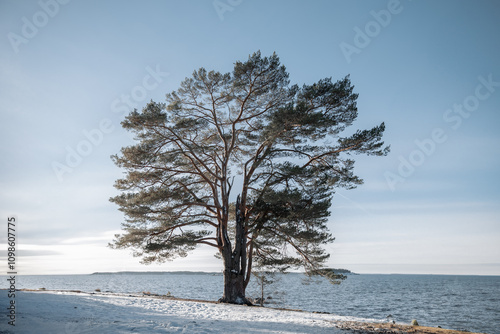 Εκτύπωση καμβά Lone pine tree on snowy landscape under blue sky