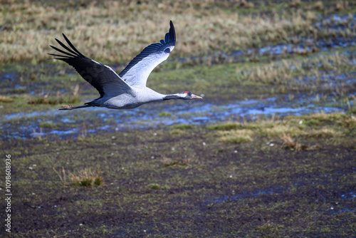 A crane glides through the air with its wings outstretched, navigating the wetlands during late afternoon light. The setting shows lush grasses and reflective water patches photo