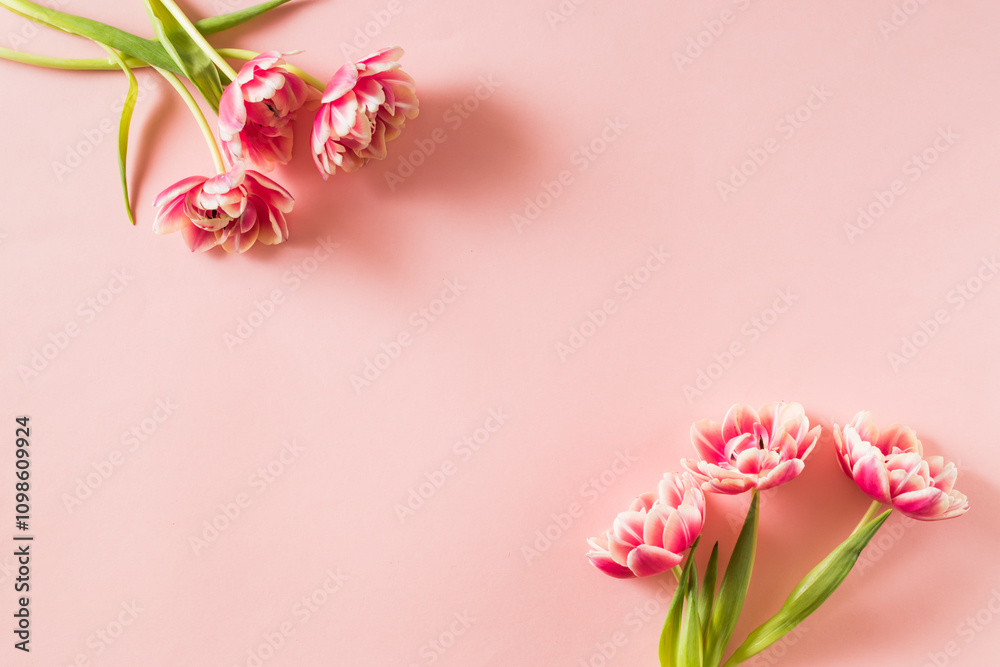 Obraz premium Pink tulips on a light pink background