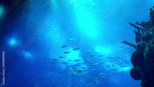 Wallpaper Mural Exotic marine species in Lisbon's aquarium tanks. Torontodigital.ca