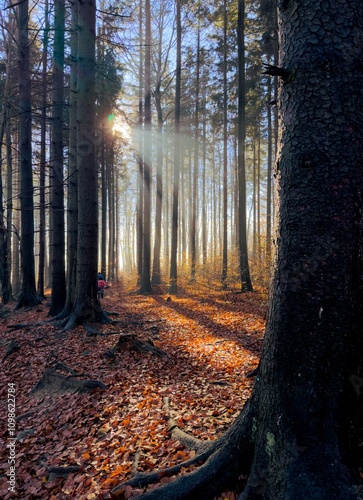 walk in the forest

