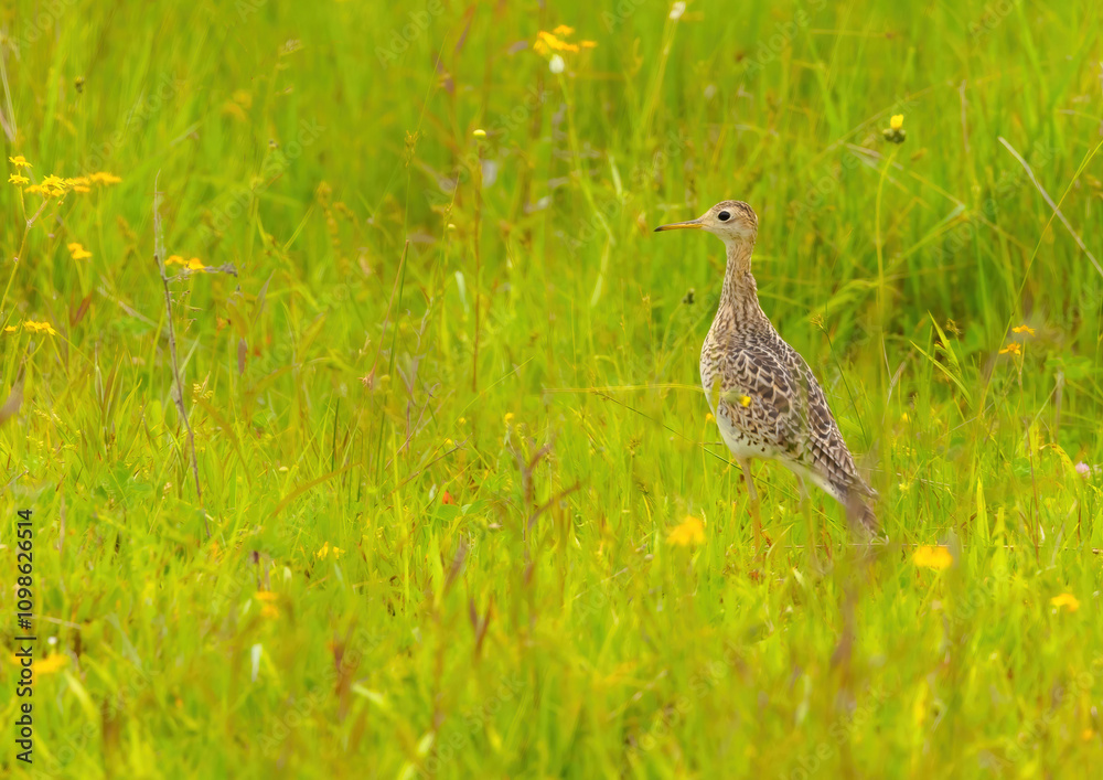 Obraz premium Upland Sandpiper In Habitat