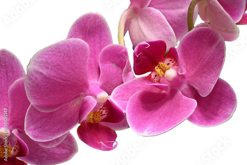 pink orchid isolated on white