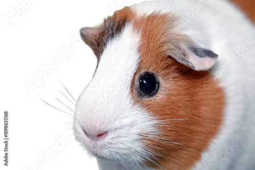 Cute, female guinea pig looking at the camera.
