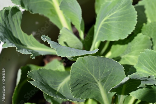 Swiss chard during the spring season.