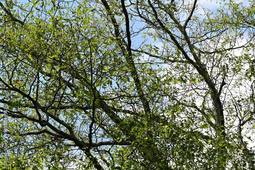 Fototapeta premium Beautiful tree during the late spring season